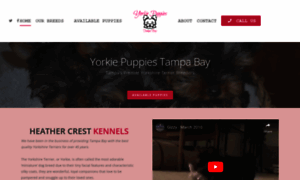 Yorkiepuppiestampa.com thumbnail