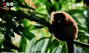 Zoo.ch thumbnail